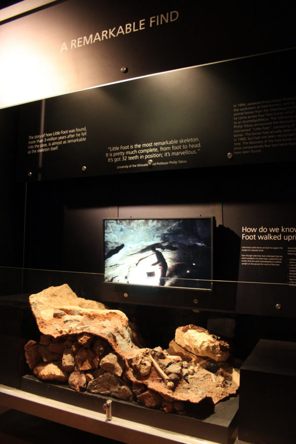 What Are Fossils Maropeng And Sterkfontein Caves Official Visitor Centres For The Cradle Of 