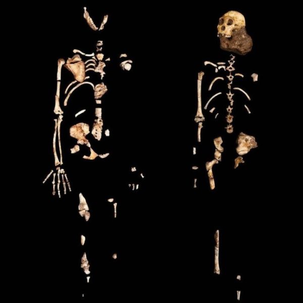 Australopithecus sediba: Ground-breaking research revealed – Maropeng ...