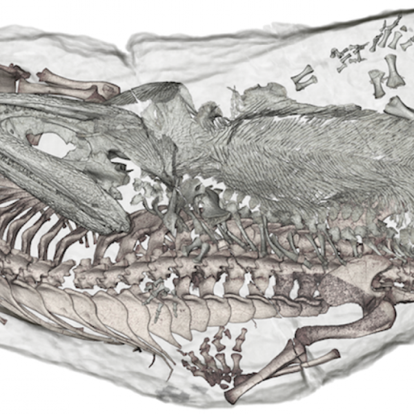 Odd Couple Fossils Found In Karoo Maropeng And Sterkfontein Caves Official Visitor Centres 