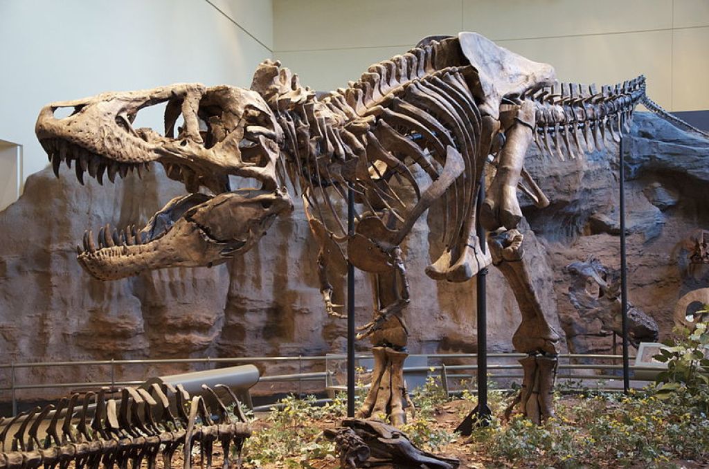 800Px Tyrannosaurus Rex Holotype