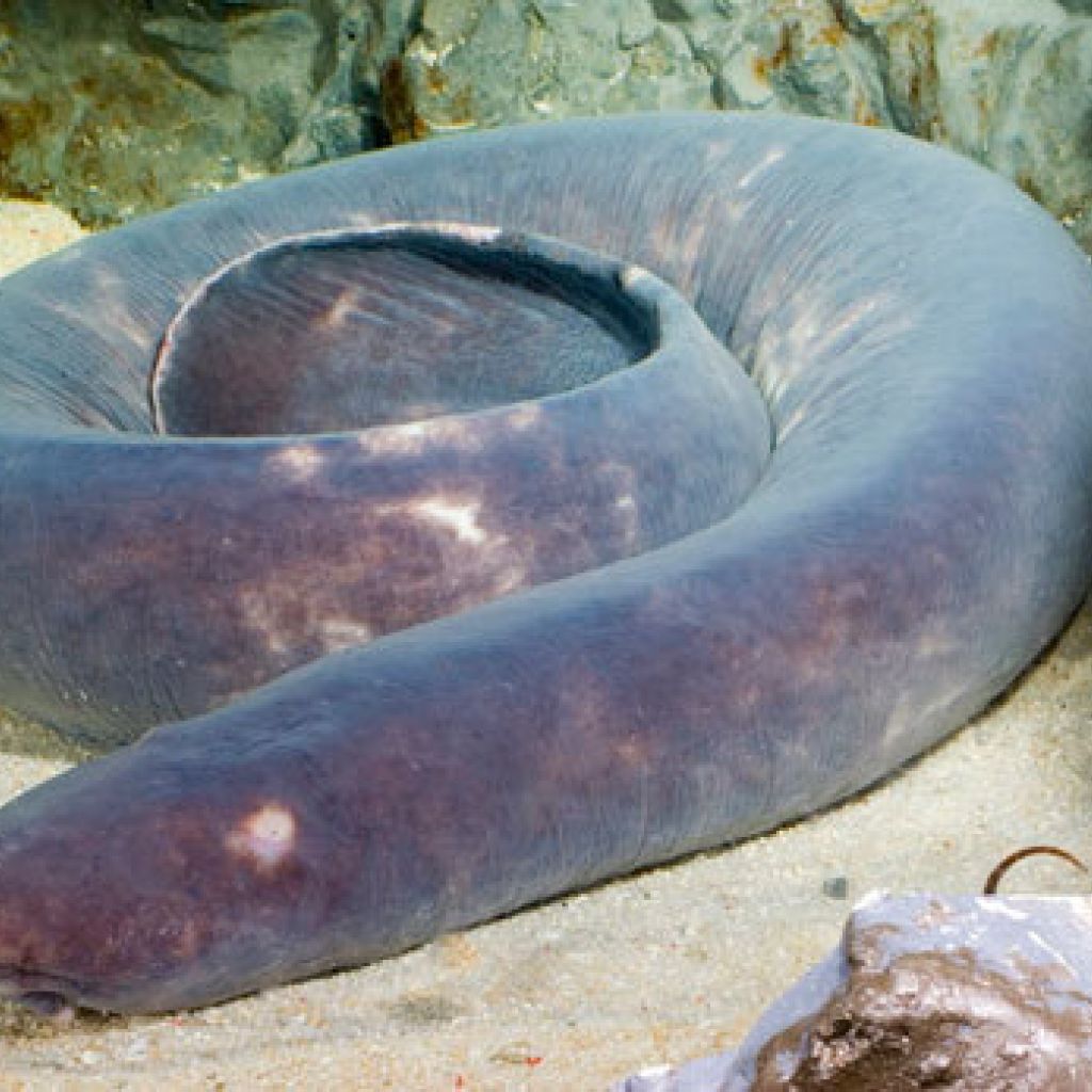 Hagfish