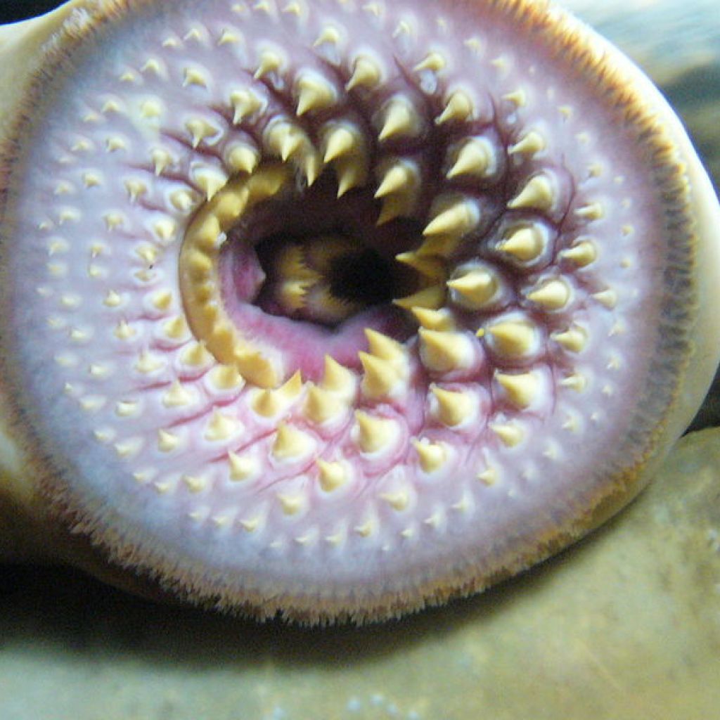 Lamprey