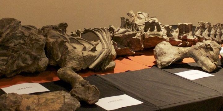 Treasures of our past fossil display – Maropeng and Sterkfontein Caves