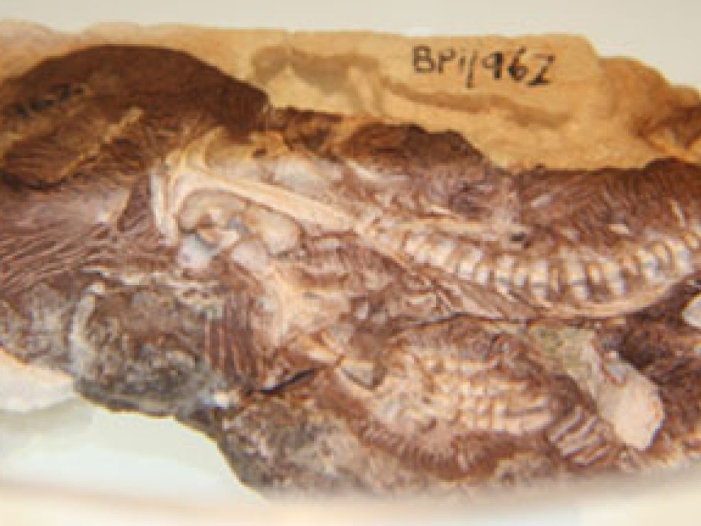 Fossil