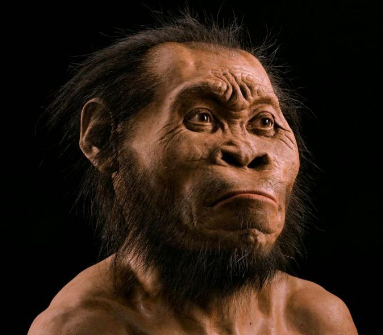 Homo naledi: 1,500 Fossils Revolutionize Human Family Tree – Maropeng ...