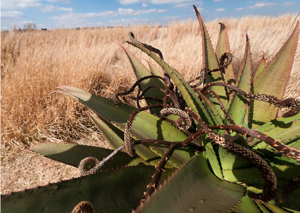 Aloe