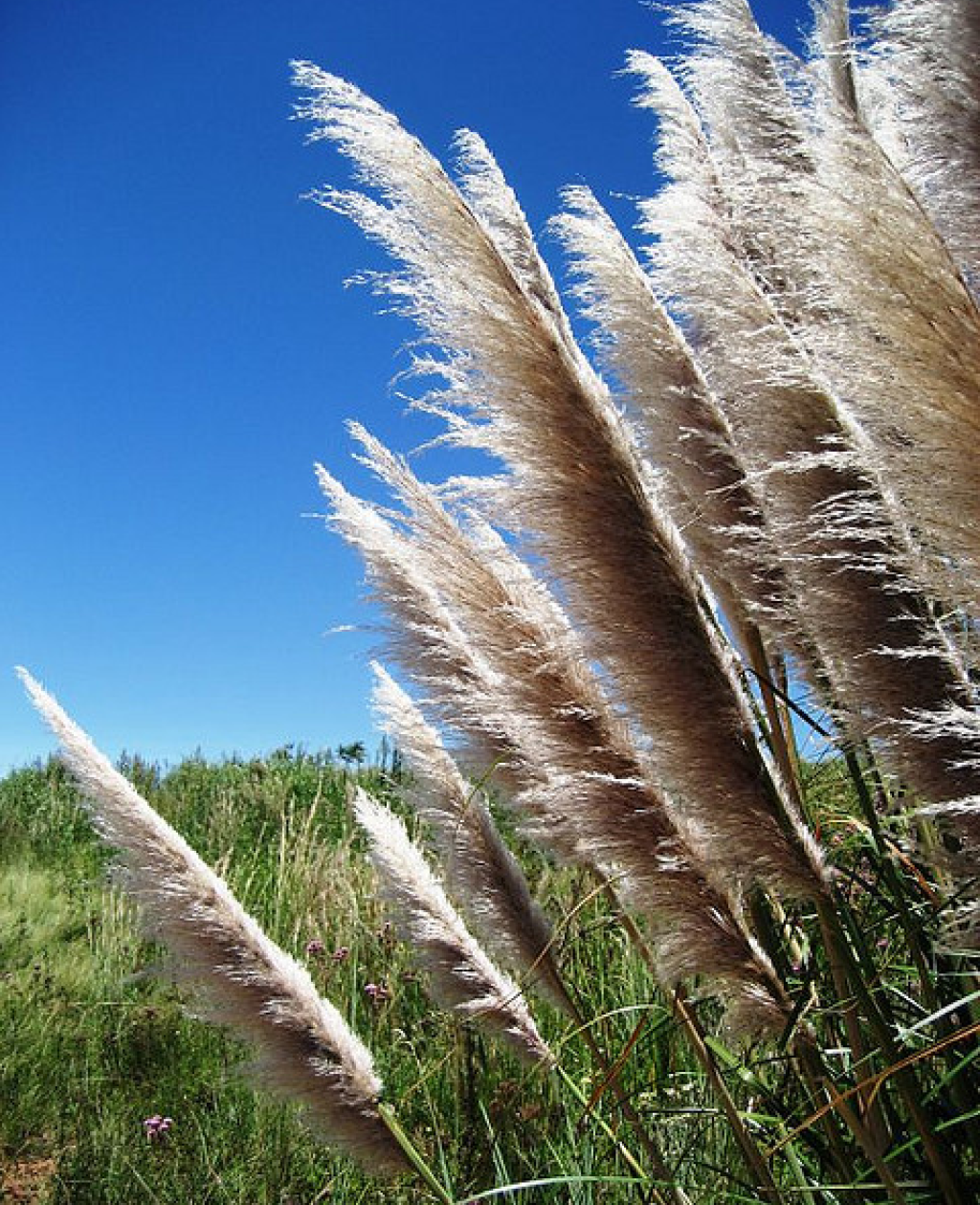 Pampas Grass