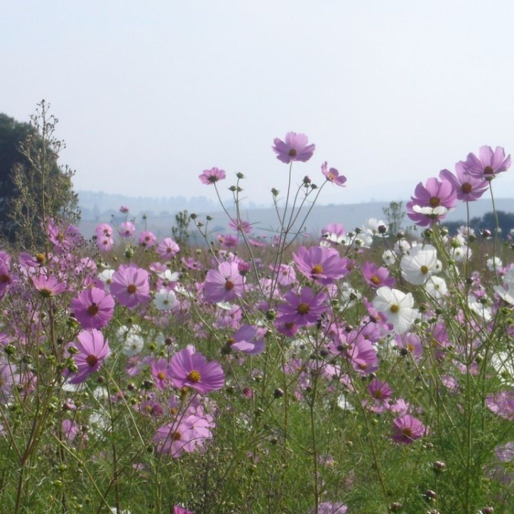 Garden Cosmos