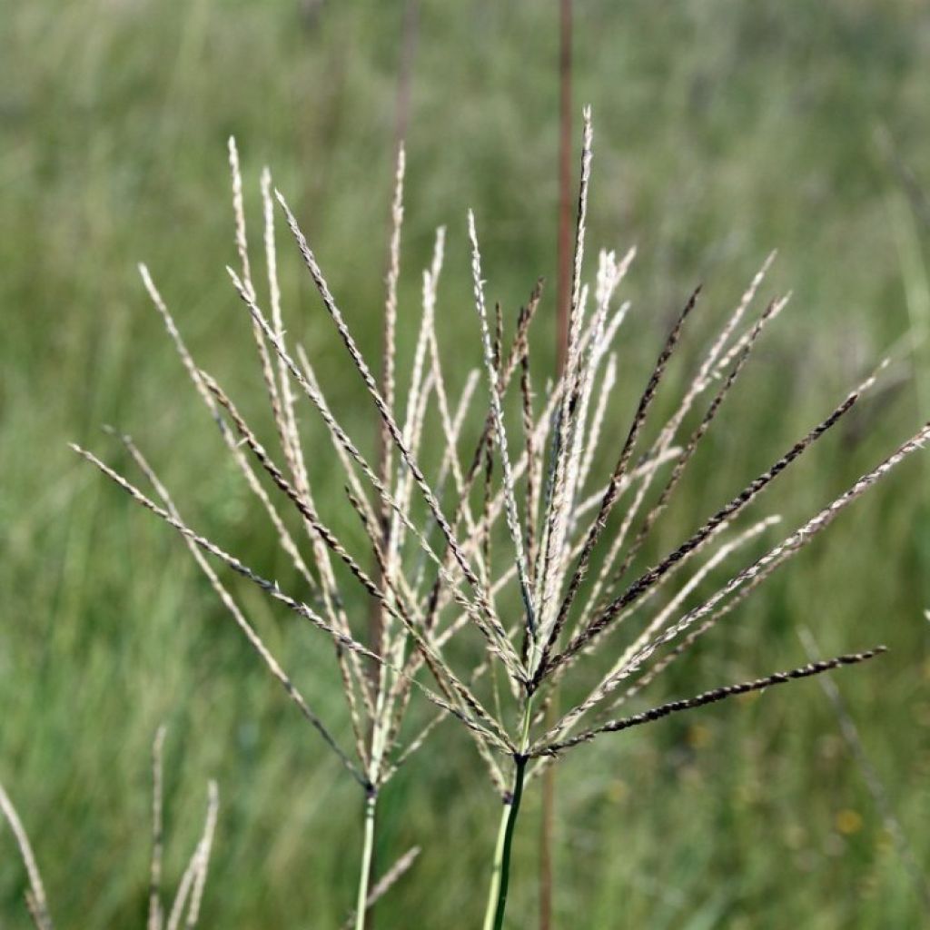 Common Finger Grass