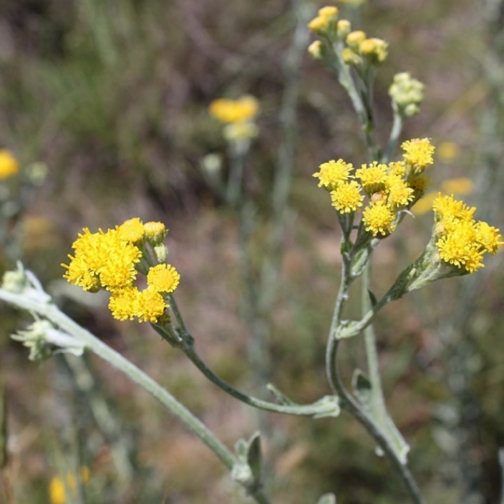 Wild Yellow Yarrow