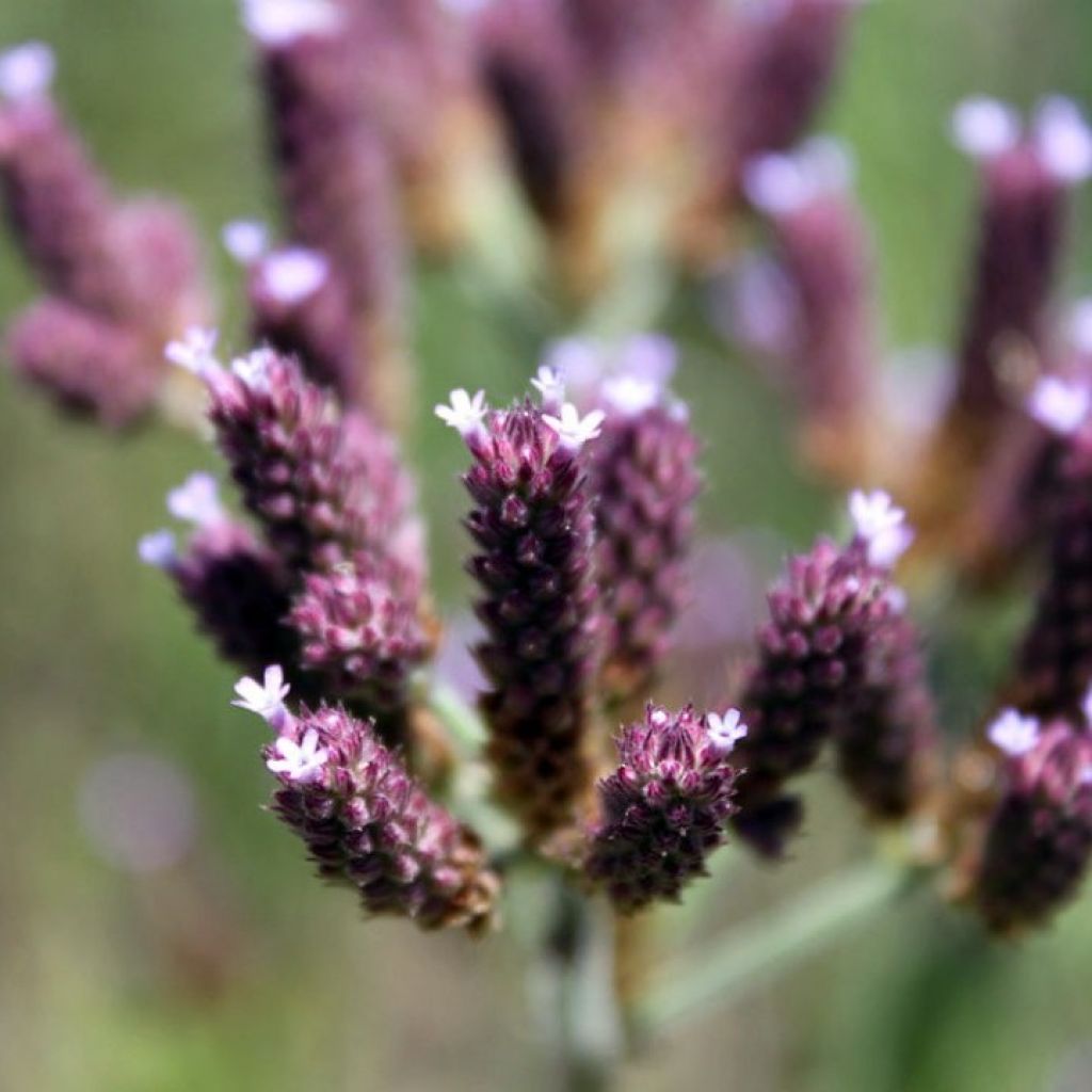 Wild Lavendar