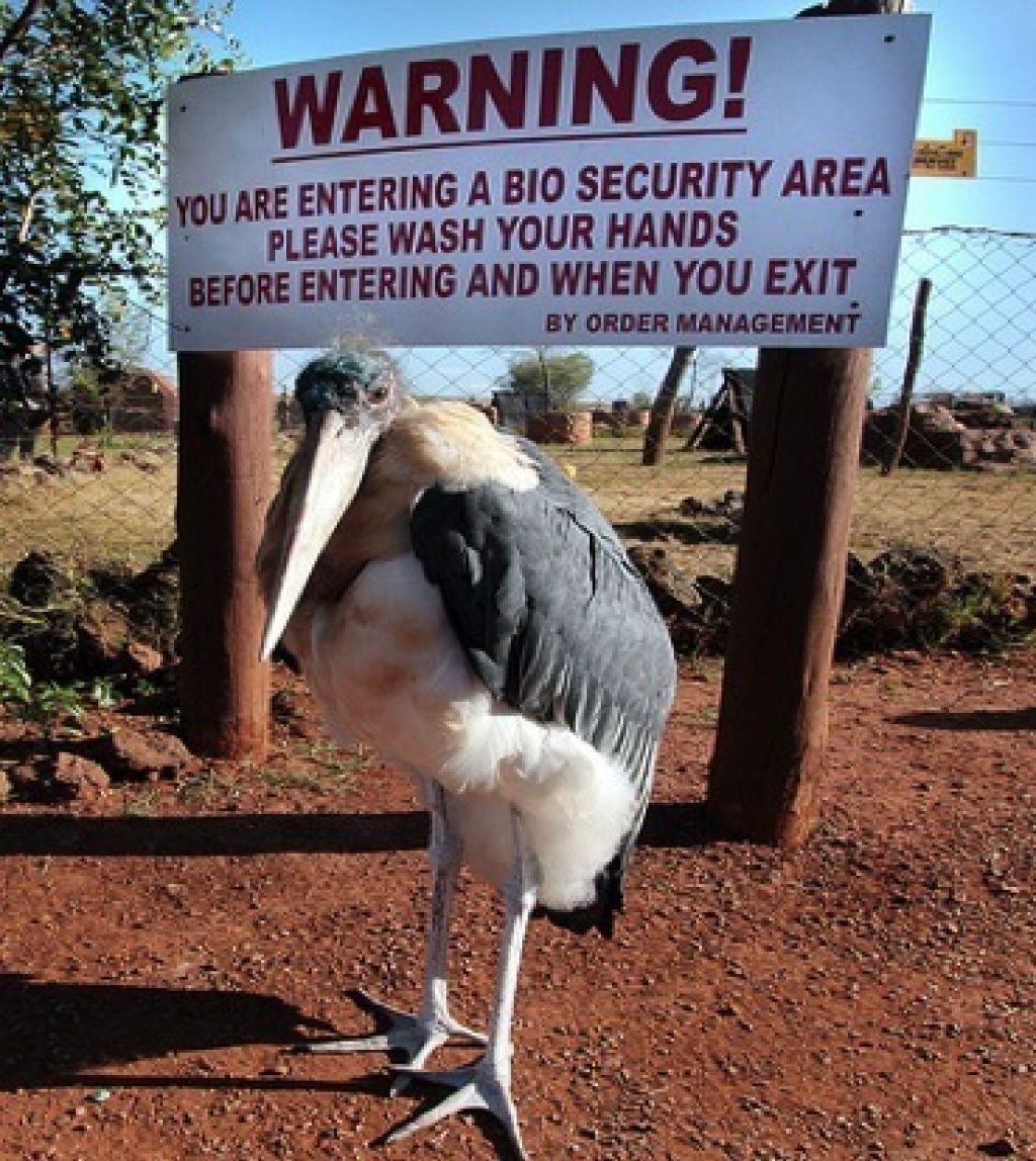 Marabou Stork