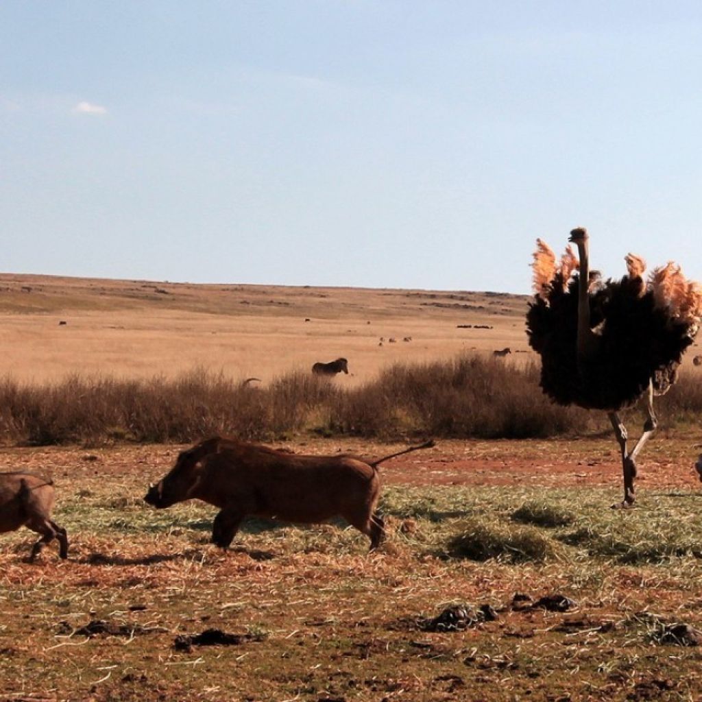 Ostrich Chases Warthogs