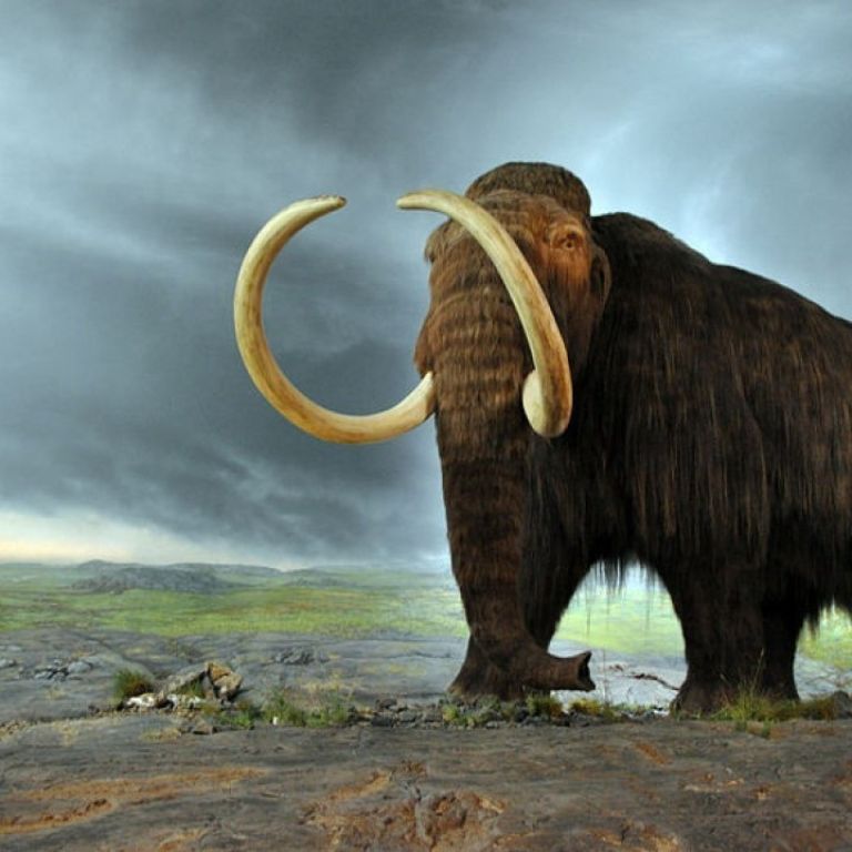 Will woolly mammoths walk again? – Maropeng and Sterkfontein Caves