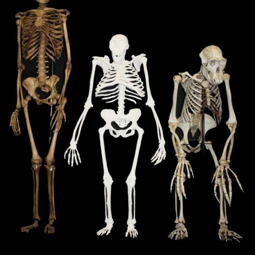 Australopithecus sediba: Ground-breaking research revealed – Maropeng