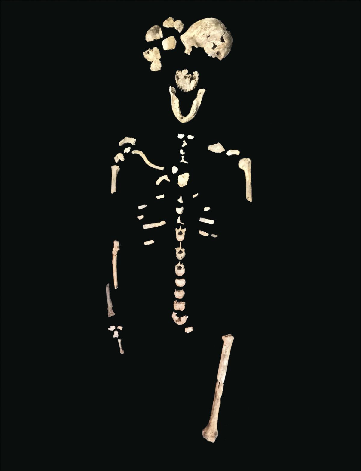 Historic New Homo Naledi Discoveries Unveiled At Maropeng Maropeng And Sterkfontein Caves 