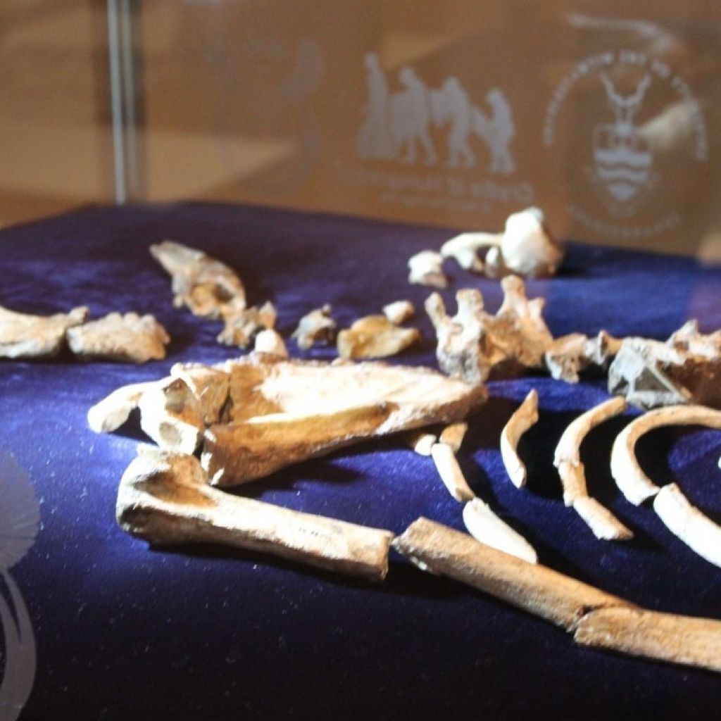 Australopithecus Sediba Fossils Set Up At Maropeng Photo Essay Maropeng And Sterkfontein Caves 