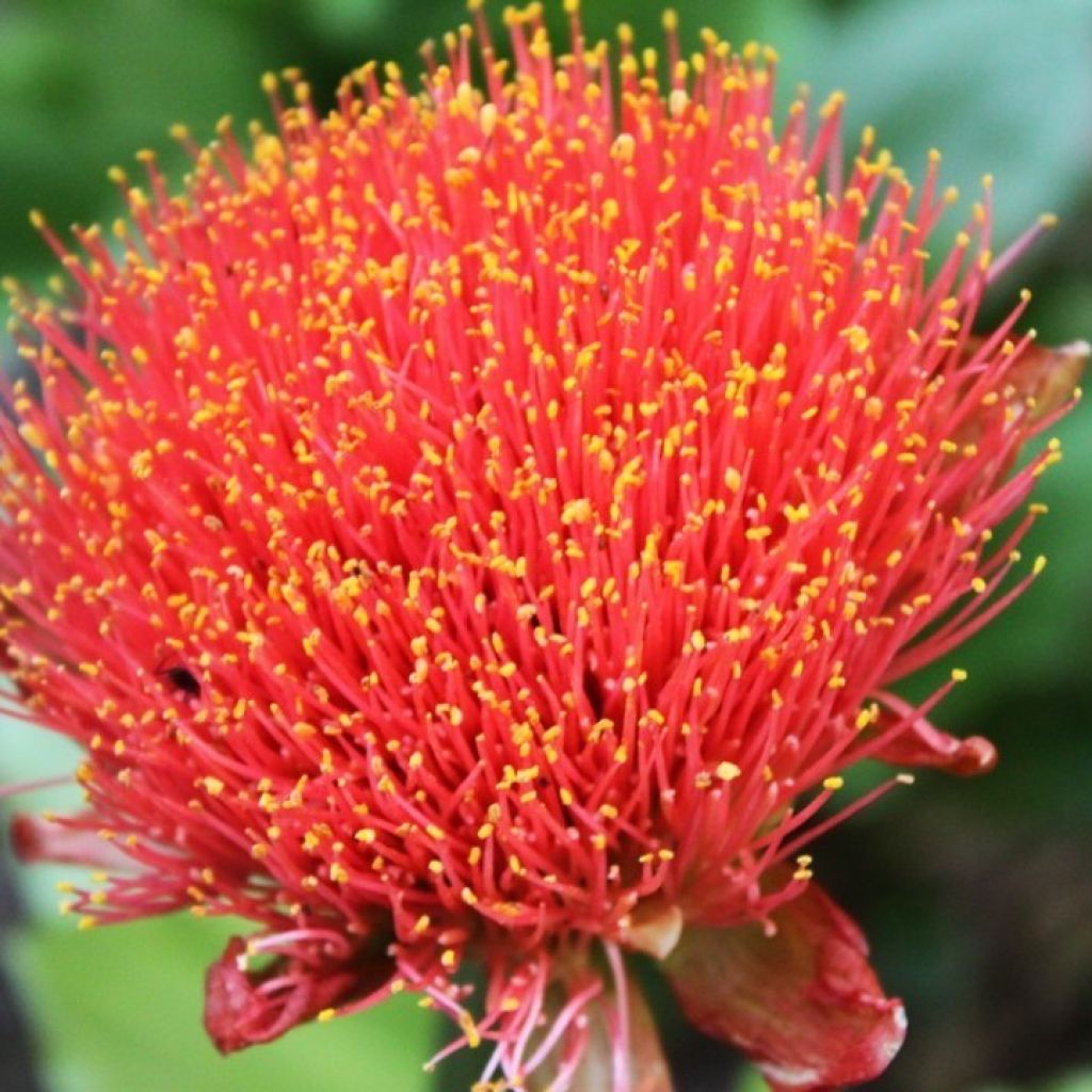 Scadoxus