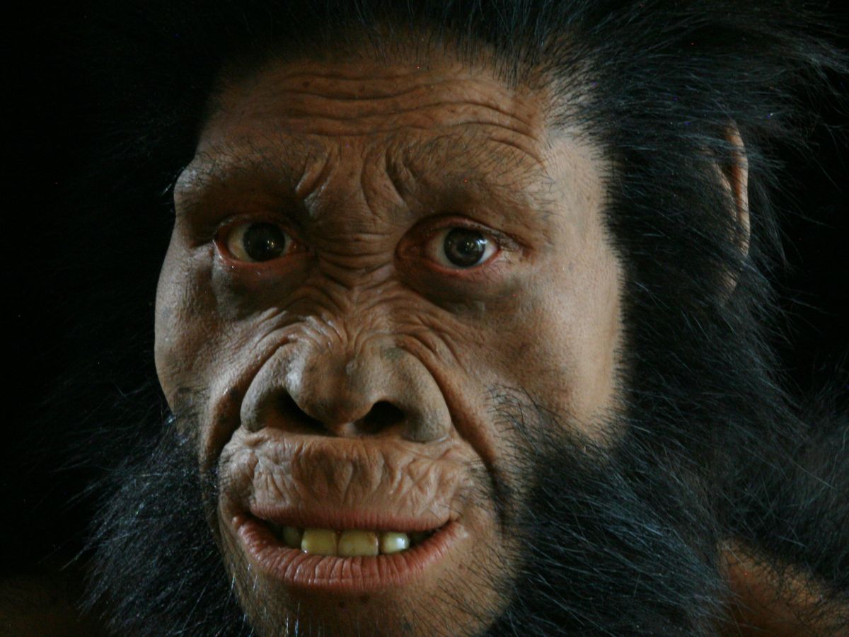 Face to Face: Reconstructing Hominins from The Cradle of Humankind ...