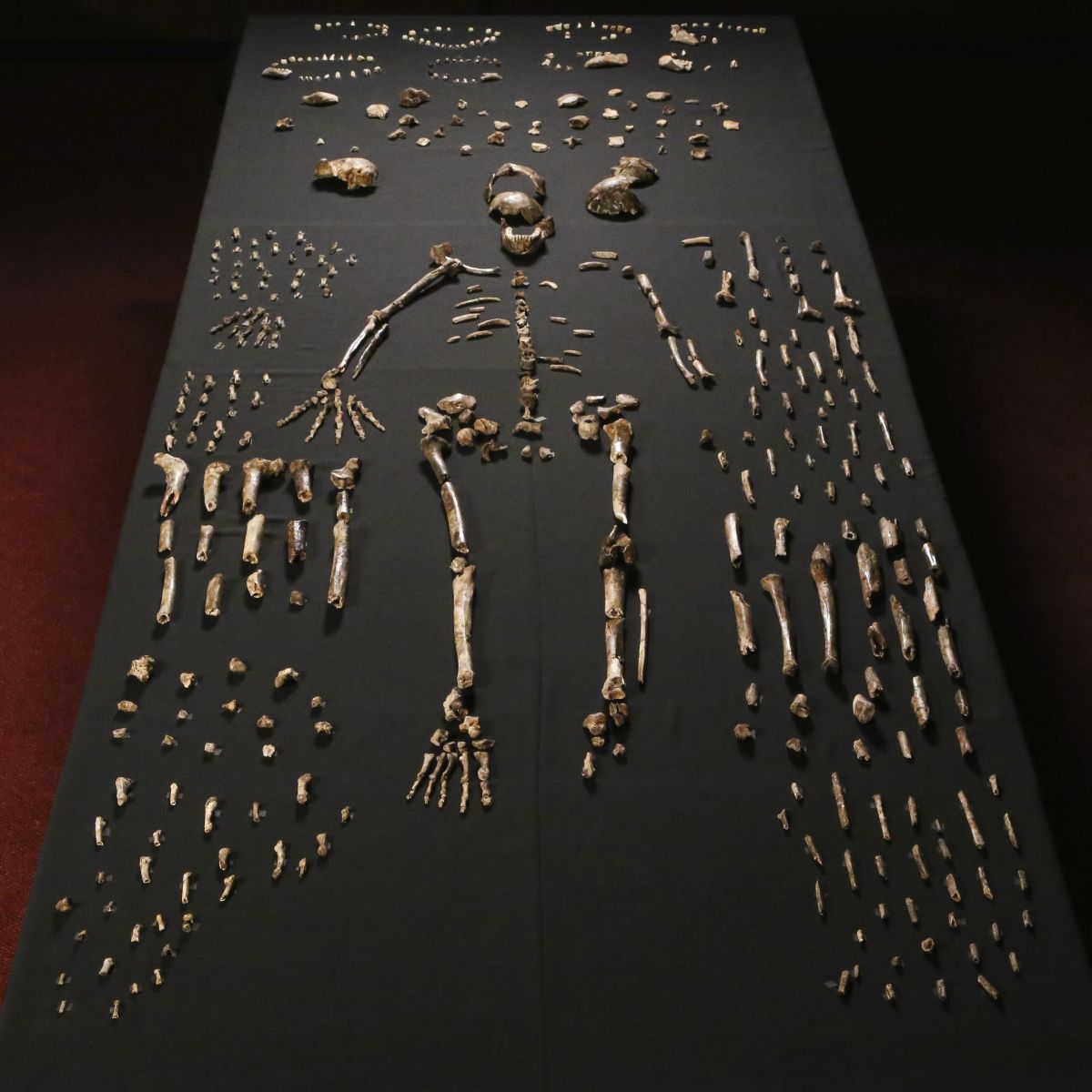 Homo naledi. Ископаемые человека из музея. Проблемы с костями у первобытного человека.